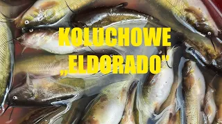 Fatum koluchowe, gdzie te leszcze? GP Feeder Dratów odc.25