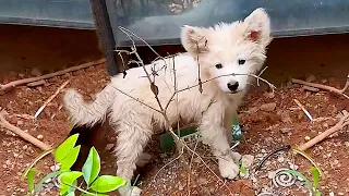 Ho dato una salsiccia al cane randagio, mi ha seguito e in ufficio è diventato la mascotte di tutti