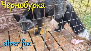Алиса лиса. В гостях у чернобурки (Visiting the silver fox).