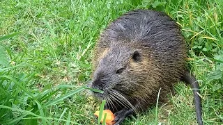 Pretty little nutria eating a carrot. Cuteness overload 🥕 Niedliche Nutria verzehrt eine Karotte.