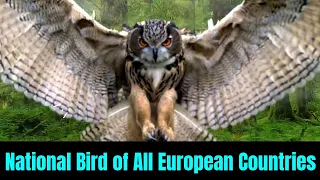 National Bird of All European Countries | Country wise National Birds, Flags & Coat of arms