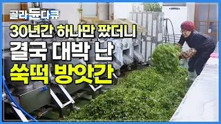 “물량 맞추려고 밭까지 샀어요” 30년 쑥떡 외길 인생 해남의 작은 떡 방앗간┃극한직업┃#골라듄다큐