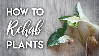 How to Rehab Plants after Shipping!