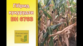 Кукурудза ВН 6763 🌽 - опис гібрида 🌽