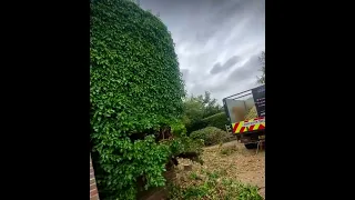 Removing ivy from a brick building