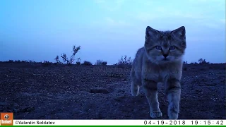 Curious Sand Cat