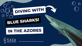 Diving with BLUE SHARKS in the Azores