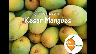 GirFresh Kesar Mangoes Home Delivery - Natural Mangoes Buy Online - Direct From Farm