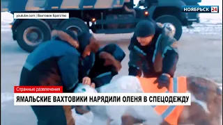 На Ямале вахтовики нарядили оленя в спеодежду