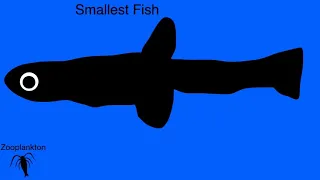 Sea Creatures Size Comparison (ft. Reigarw Comparisons)