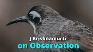 J Krishnamurti on Observation • A Must Watch Video