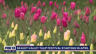 Skagit Valley Tulip Festival happening in April | FOX 13 Seattle