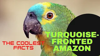 Turquoise-fronted Amazon facts 🦜 Turquoise-fronted Parrot 🦜Blue-fronted Amazon Blue-fronted Parrot