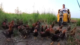 Farmer Becomes Internet Star Raising 70000 Chickens|factsvoice tv