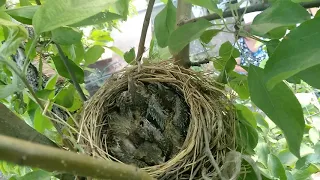 Гнездо птенцов дрозда. 04.07.18