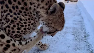 Gerda the cheetah hurt her paw on a walk and won't let me help her!