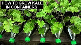 Growing Kale In Containers And Health Benefits