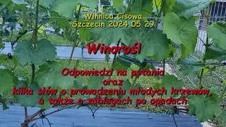 WINOROŚL - Odpowiedzi na pytania oraz o młodych krzewach i planowanych opryskach - Winnica Cisowa 20