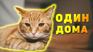 😼Как оставить питомца одного дома?