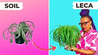 The SECRET to Fuss-Free Spider Plants: Soil to Leca Made EASY