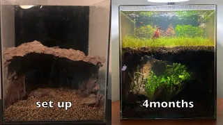 underground cave fishtank  4 months