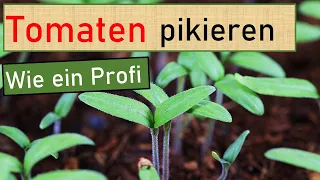 🍅 Tomaten pikieren, so machen es Profis 😍 Voranzucht im März 🌱 Tomaten selber anbauen Saatenvielfalt