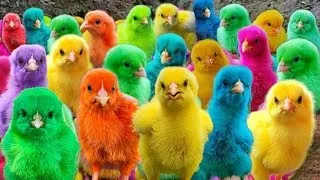 World Cute Chickens, Colorful Chickens, Rainbows Chickens, Cute Ducks, Cat, Rabbits,Cute Animals🐤🦆🐟🐠