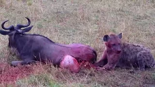 Hyena Eats Wildebeest Alive