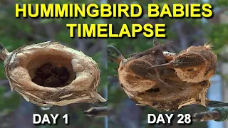 Allen's Hummingbird Babies from Hatching to Fledging the Nest