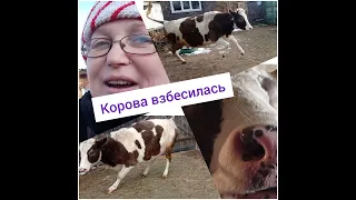 Корова взбесилась)))Страшная прогулка с коровой.