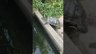 Домашняя черепаха на вольном выгуле🐢. Domestic turtles on the free range.