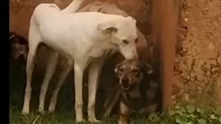 3 MALE DOGS ALL  WANT TO MATE WITH ONE FEMALE