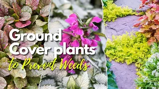 10 Low Maintenance Ground Cover Plants to Prevent Weeds From Taking Over