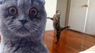 Epic Funny Cats - Compilation Part Two "The Cat Strikes Back!"