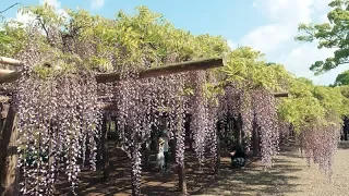 牛島の藤（藤花園）｜埼玉県春日部市｜The Wisteria of Ushijima｜Kasukabe City Saitama Prefecture  Japan