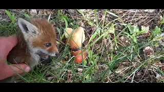 Лисиня Микитиня 🦊-в дитинстві.