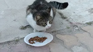 Feeding stray cats