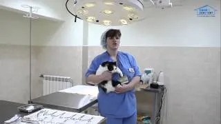 Ветеринарная клиника "Свой Доктор". Пиометра у собак и кошек симптомы и лечение