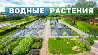 Водные растения для пруда и водоёмов. Обзор питомника с декоративными растениями для сада с водой