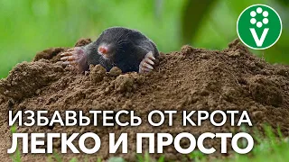 ЭТО РАСТЕНИЕ ВЫВЕДЕТ КРОТОВ С ВАШЕГО УЧАСТКА! Уйдут и не вернутся!