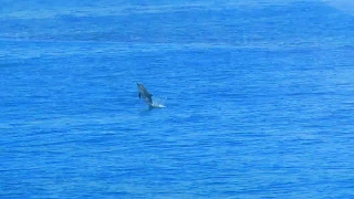 Дельфины на морской экскурсии в Гаграх