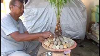 How to bonsai a Palm tree (with English subtitle)