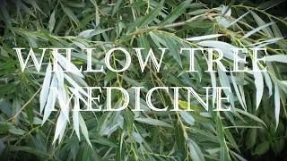 Around the Grove, Medicine ~ Willow ~ 2023