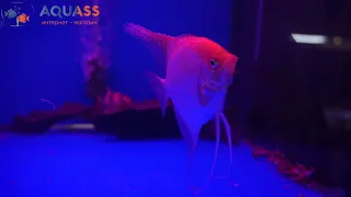 🐠Aquass - Скалярия красный диамант (Pterophyllum red diamond)