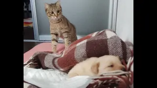 🐕 Why do we need this dog?! 😺 Funny video with dogs, cats and kittens! 😸