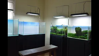 Upgrading my Nature Aquarium Gallery!