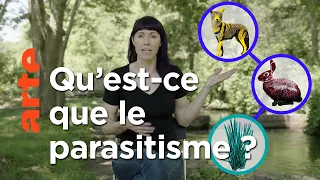 À quoi servent les parasites ? | 42, la réponse à presque tout | ARTE