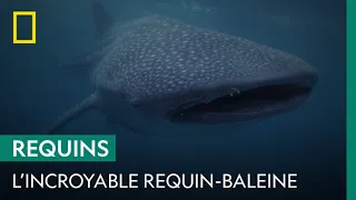 L'incroyable requin-baleine