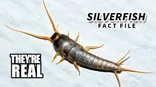 Silverfish Facts: Minecraft Hostiles | Animal Fact Files