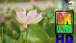 FLOWERS CAN DANCE!!! Amazing nature/Beautiful blooming flower time lapse video | #SHORT VIDEO